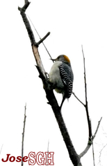 Melanerpes aurifrons