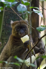 Prolemur simus