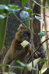Prolemur simus