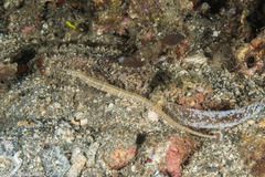 Corythoichthys ocellatus