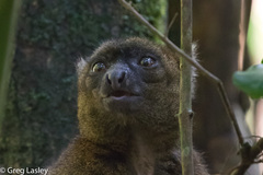 Prolemur simus