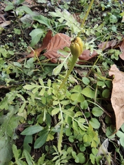 Capsella bursa-pastoris
