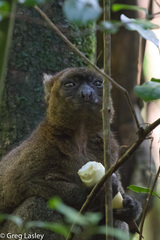 Prolemur simus
