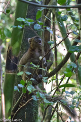 Prolemur simus