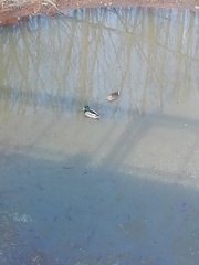 Anas platyrhynchos