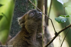 Prolemur simus