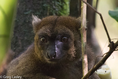 Prolemur simus