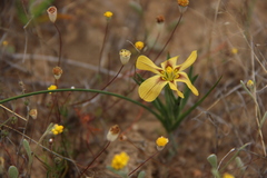 Moraea maximiliani