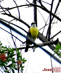 Pitangus sulphuratus