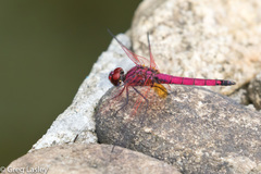 Trithemis selika
