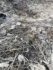Tussilago farfara