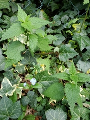 Lamium album