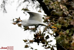 Egretta thula