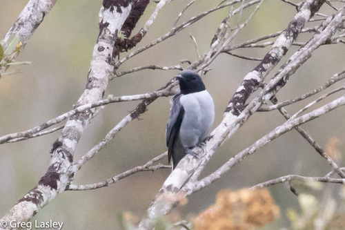 Madagascar Cuckooshrike