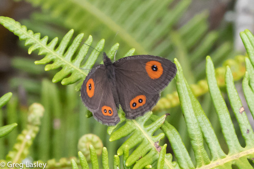 Strabena tamatavae