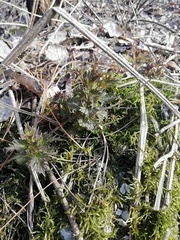 Urtica dioica