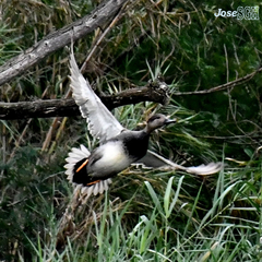 Mareca strepera