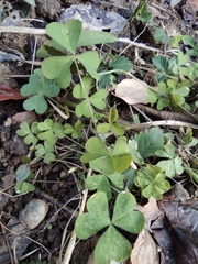 Oxalis corniculata