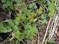 Oxalis corniculata