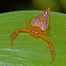 Triangular Spiders - Photo (c) Simon Grove, some rights reserved (CC BY-NC), uploaded by Simon Grove