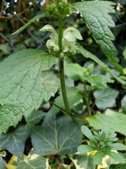 Lamium album