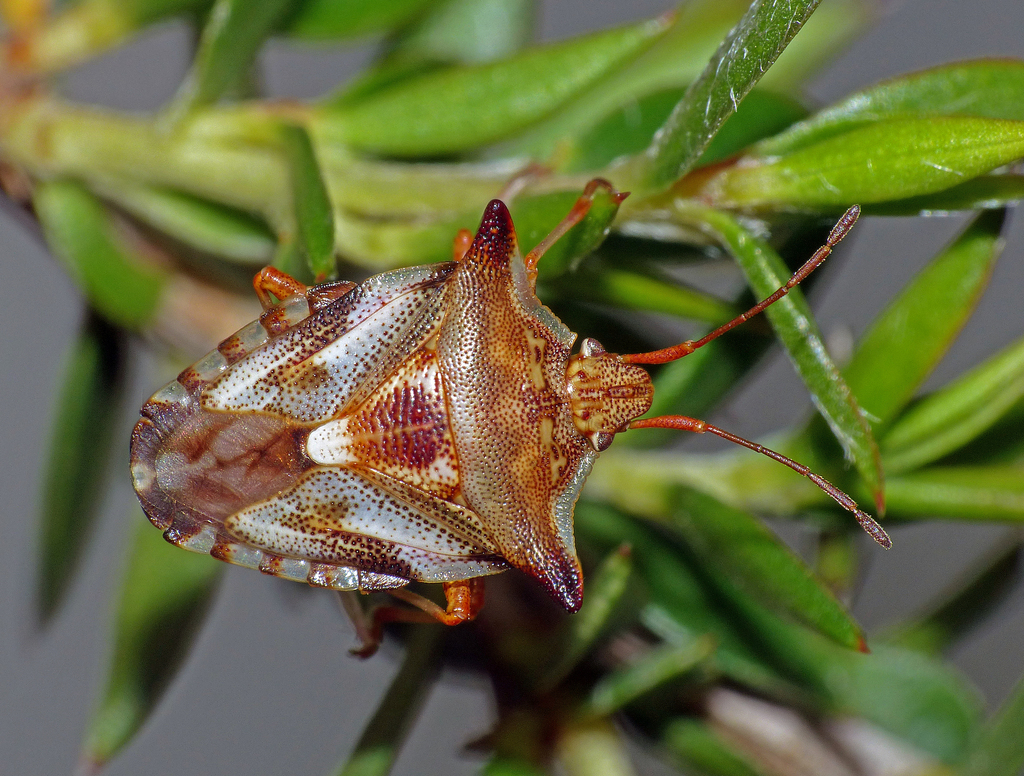 Blaudusinae