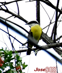 Pitangus sulphuratus