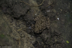 Oreobates quixensis
