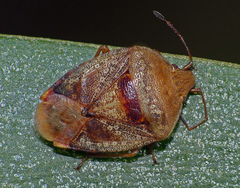 Eupolemus tasmanicus