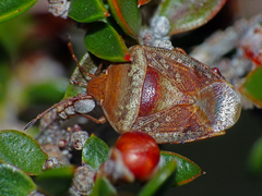 Eupolemus tasmanicus