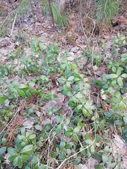 Vaccinium vitis-idaea