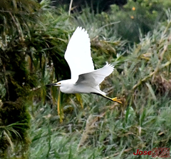Egretta thula