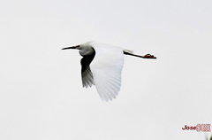Egretta thula