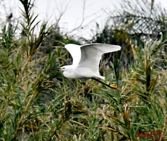 Egretta thula