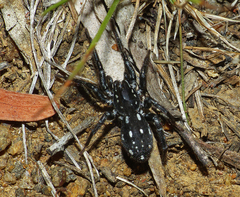 Nyssus albopunctatus