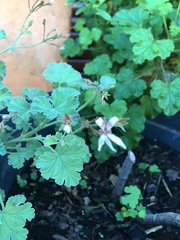 Pelargonium fragrans