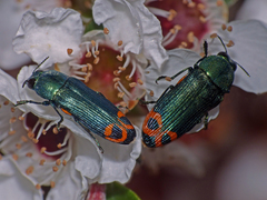Castiarina ocelligera