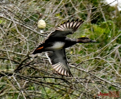 Mareca strepera