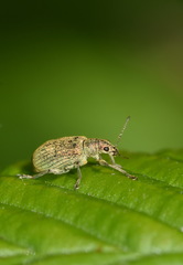 Polydrusus cervinus