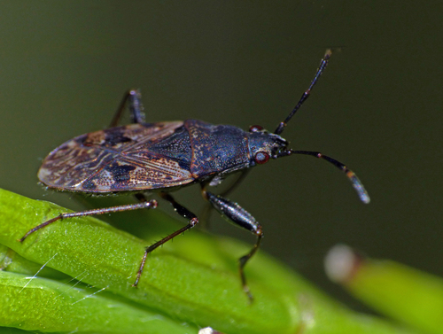 Strawberry Bug (Euander lacertosus) · iNaturalist