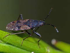 Euander lacertosus