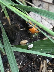 Neocapsus