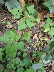 Geranium robertianum