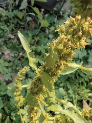 Rumex trisetifer