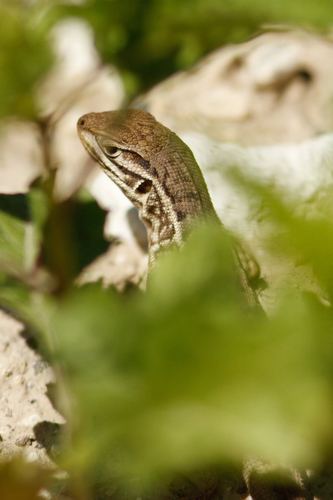 Stenocercus guentheri