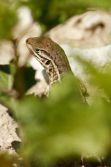 Stenocercus guentheri