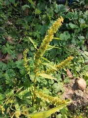 Rumex trisetifer