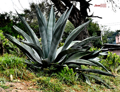 Agave weberi