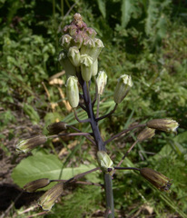 Bellevalia warburgii