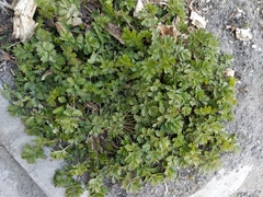 Potentilla supina